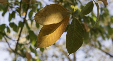 Listy fíkusu žloutnou - jak rostlině pomoci